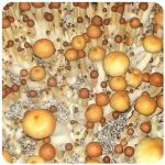 Псилоцибиновые (галлюциногенные)  грибы Psilocybin "Golden Teacher" в Каменске-Шахтинском