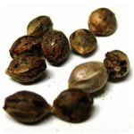 Семена марихуаны АК-47  (Seeds AK-47) в Каменске-Шахтинском